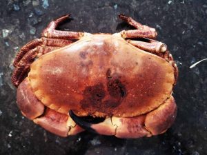crabe tourteau péché puis posé sur un plan de cuisine